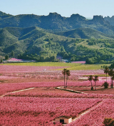 Melocotón de Cieza, the peaches of Cieza