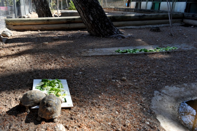 El Valle Wildlife Recovery Centre: Centro de Recuperación de Fauna Silvestre de El Valle