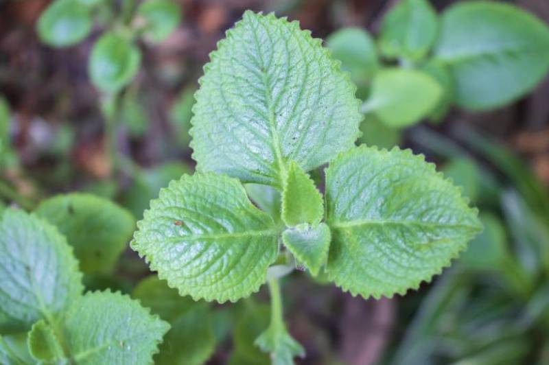 5 garden plants that will keep mosquitos at bay