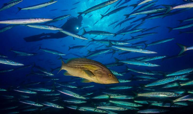 Diving off the coast of Cartagena and La Azohía and in the marine reserve of Cabo Tiñoso