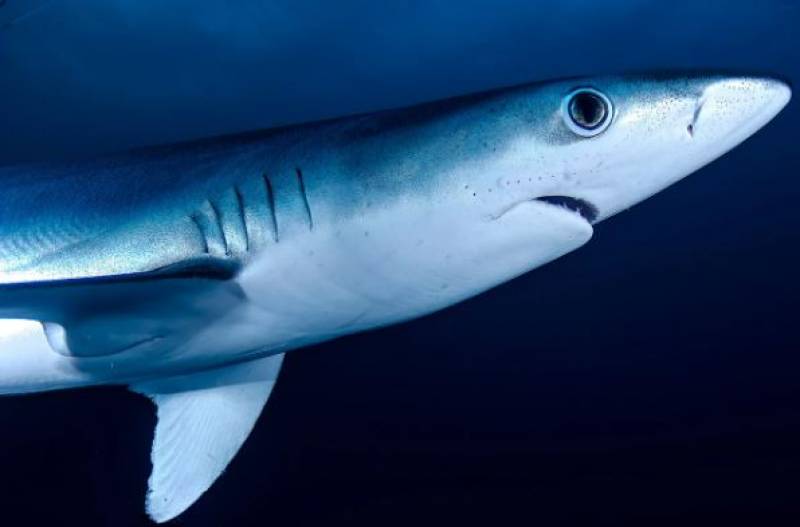 Dénia blue shark washes up dead