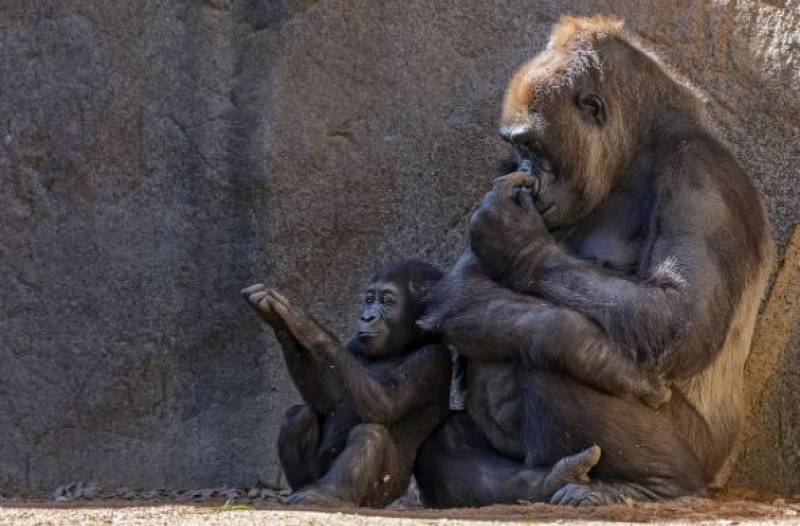 Spain's Great Apes Law aims to protect our primate cousins