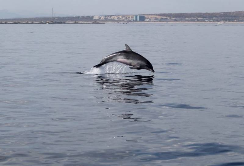 Bottlenose dolphins filmed frolicking along the Orihuela Costa