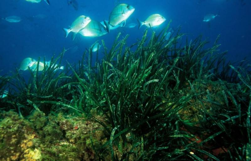 Cartagena Port expands Posidonia seagrass reforestation to fight climate change