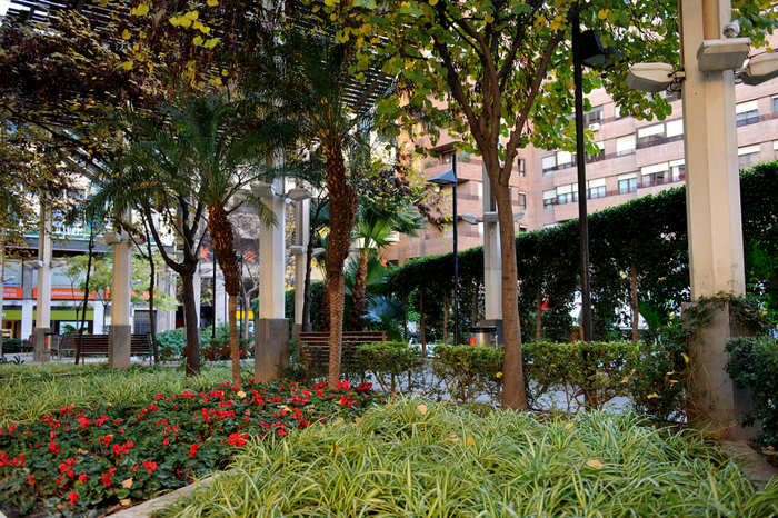 Block planting used with success in central Murcia