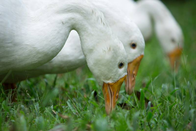 Farmer in Spain sentenced to 15 months in prison after he left 170 geese to starve to death