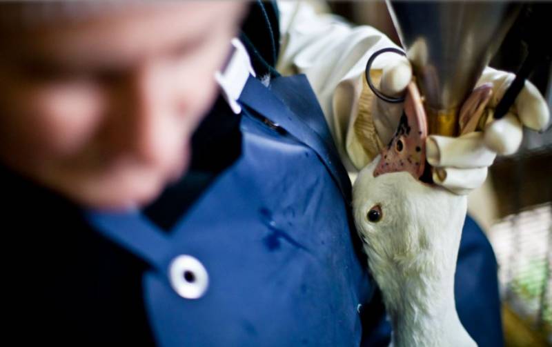 Spain is one of just 5 countries in Europe to still allow forced feeding of animals