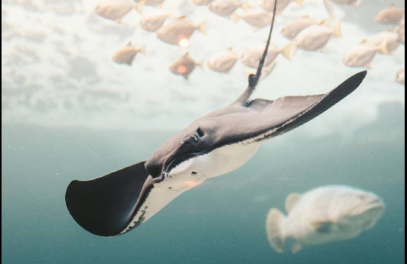 Sea life surprises: Dolphins, manta rays and even whales spotted along Balearic shores