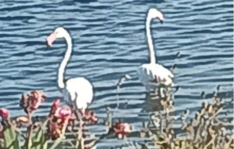 Endangered species spotted swimming in Condado de Alhama lake