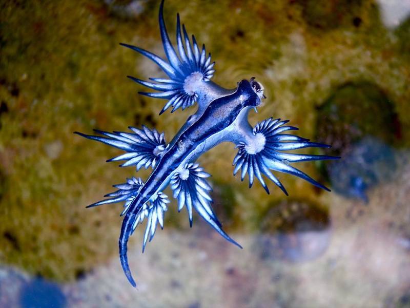 Swimming banned on Lanzarote beach due to presence of blue dragons
