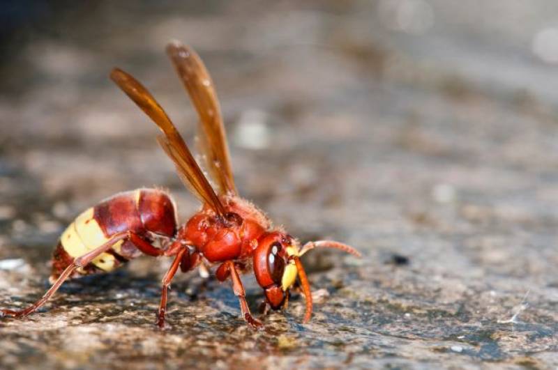 Have you noticed an increase in the number of giant wasps this summer? This is why...