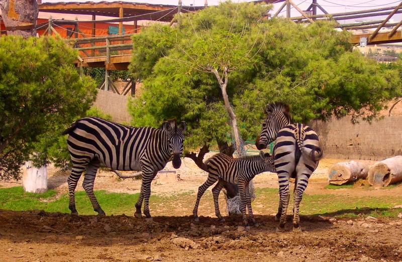 Spot the stripes: Terra Natura Murcia's fun-packed International Zebra Day