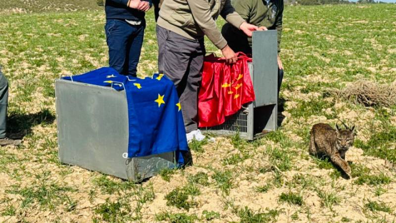Lorca highlands welcome another young breeding pair of lynx