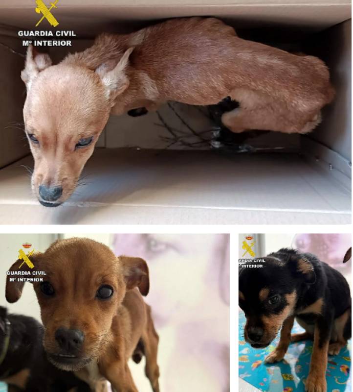 Two starving dogs dumped from car boot in Caravaca de la Cruz