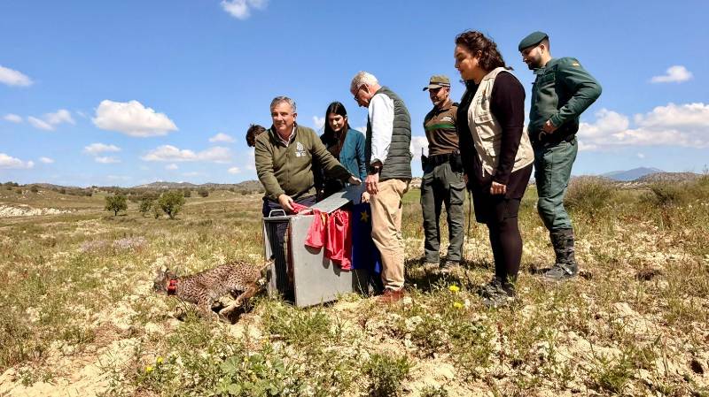 Conservation efforts that work: Southern Spain's successful reintroduction of the Iberian lynx to the wild