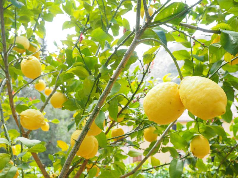 Murcia farmers warn lemon virus could spread fast without urgent action