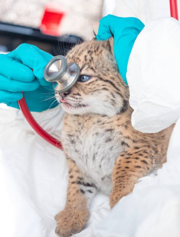 Iberian lynx comeback continues as 31 kittens born in Spanish breeding centres
