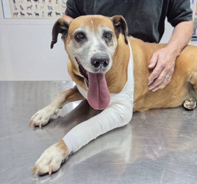 Generous golf club fundraiser pays for surgery for 12-year-old rescue dog at PAPS shelter, Murcia