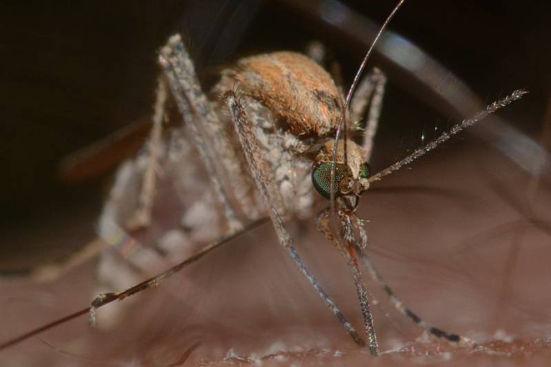West Nile virus cases in Andalucía continue to climb, reaching 49 confirmed infections this season