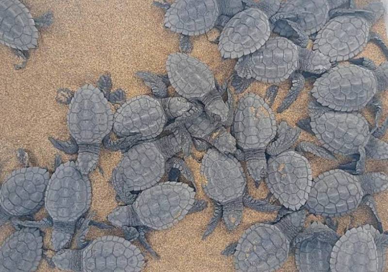 New loggerhead turtle hatchlings emerge at Calblanque