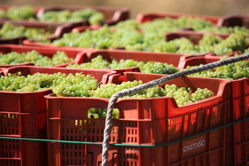 Bodegas Castaño affiliated to the Yecla Wine Route 