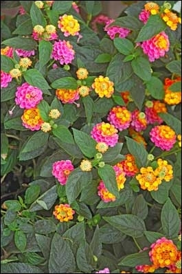 Jobs for March/ April - cutting back Lantanas